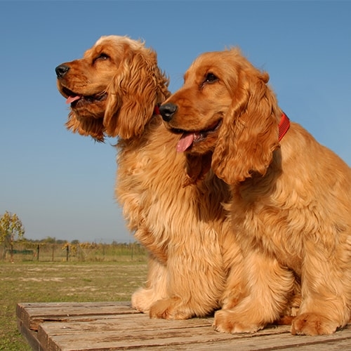 cocker spaniel puppy price in nagpur