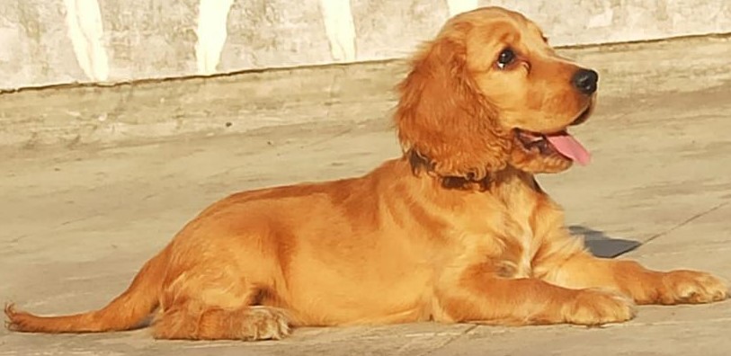 cocker spaniel dog kennel in nagpur