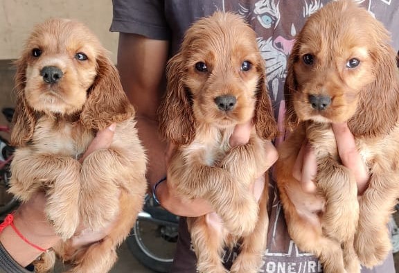 cocker spaniel dog kennel in thane