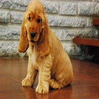 cocker spaniel dog breeder in thane