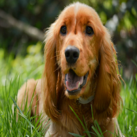 cocker spaniel for sale in thane