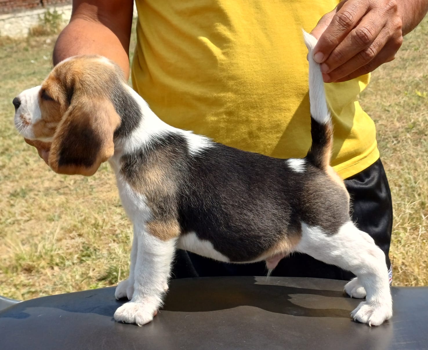  beagle puppy price in nashik