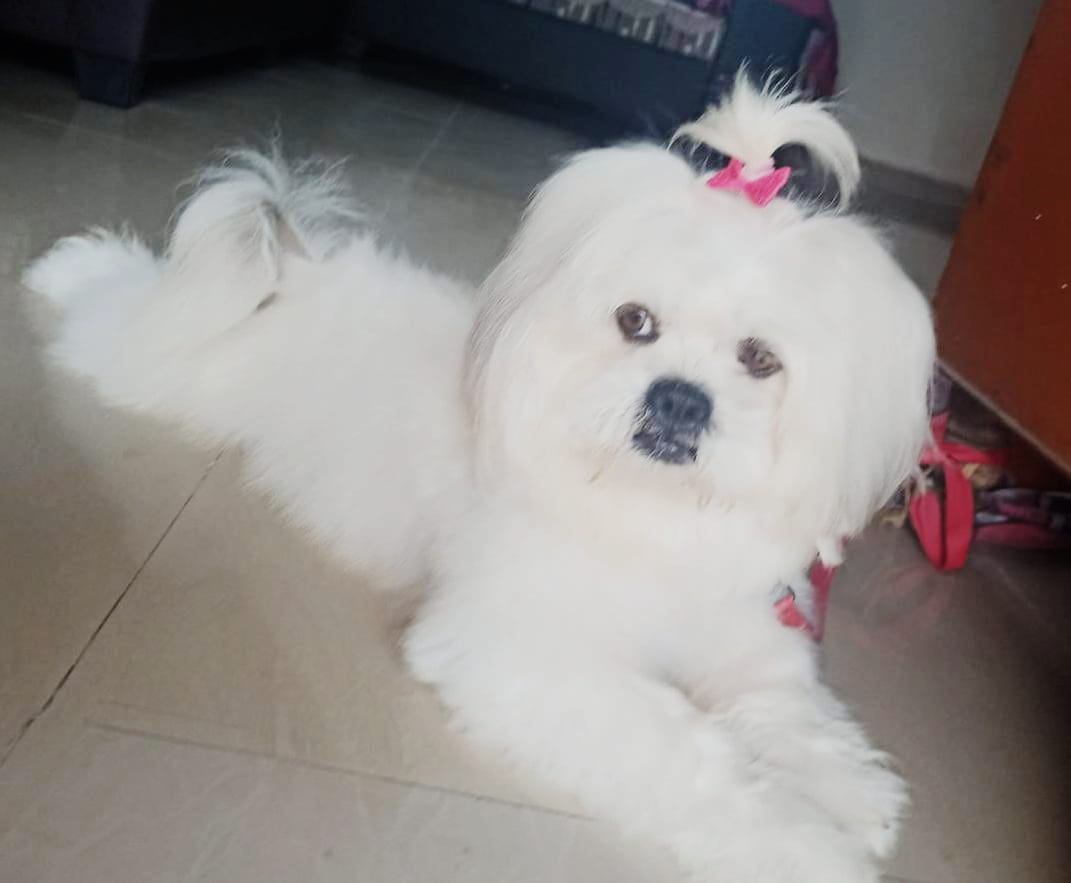  lhasa apso puppy price in anupgarh