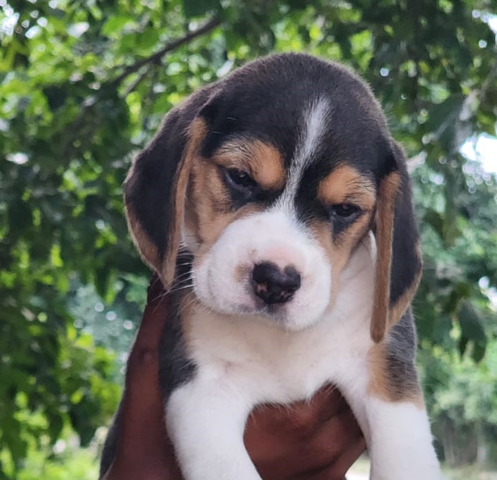  beagle for sale in nagpur