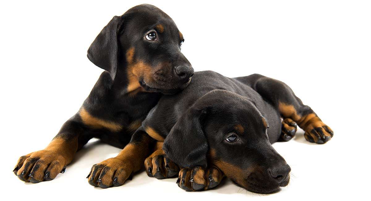  doberman puppy price in kolhapur