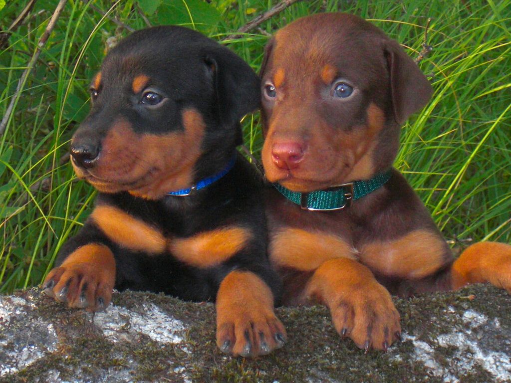  doberman for sale in kolhapur