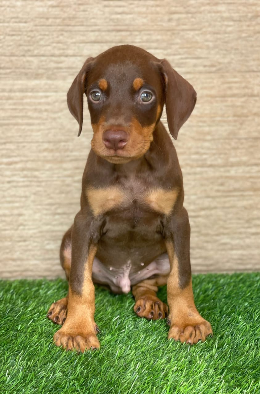  doberman puppy price in Nashik