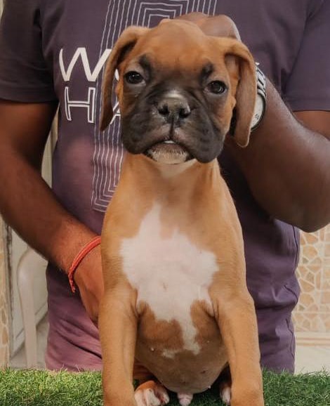  boxer dog price in nashik