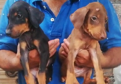 doberman price in ahmedabad