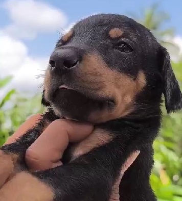 doberman puppy price in ahmedabad