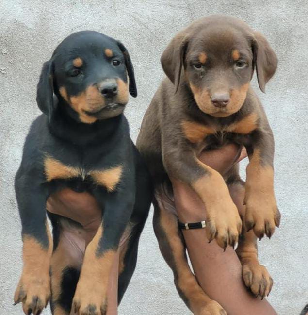 doberman dog price in ahmedabad