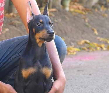 doberman male puppy price in ahmedabad