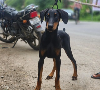 doberman dog breeder in ahmedabad