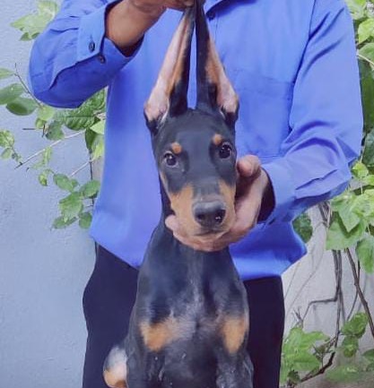 doberman dog breed price in ahmedabad