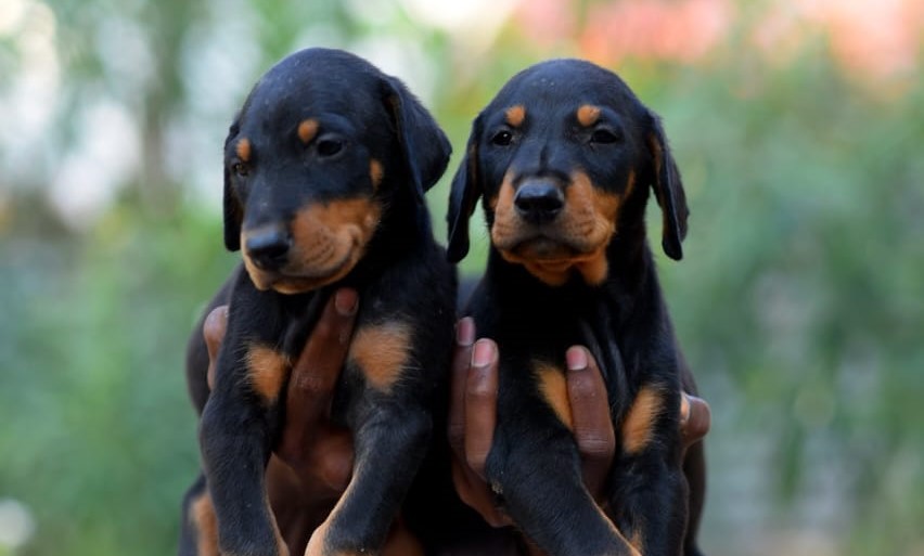  doberman for sale in bangalore