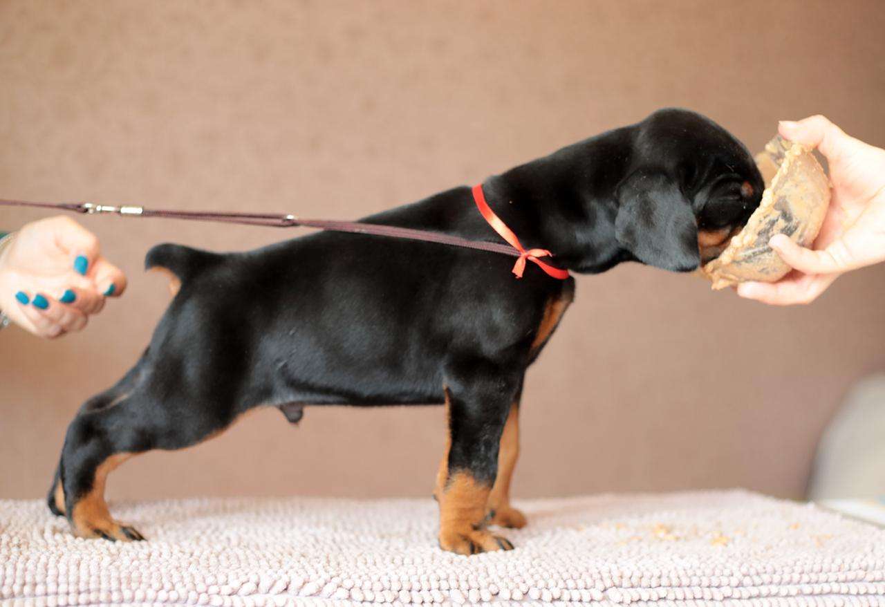  doberman dog breeder in bangalore