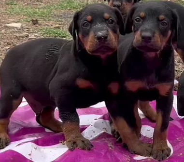 doberman puppies for sale online in goa