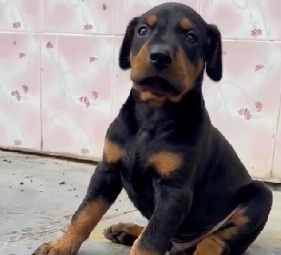 doberman male puppy price in goa