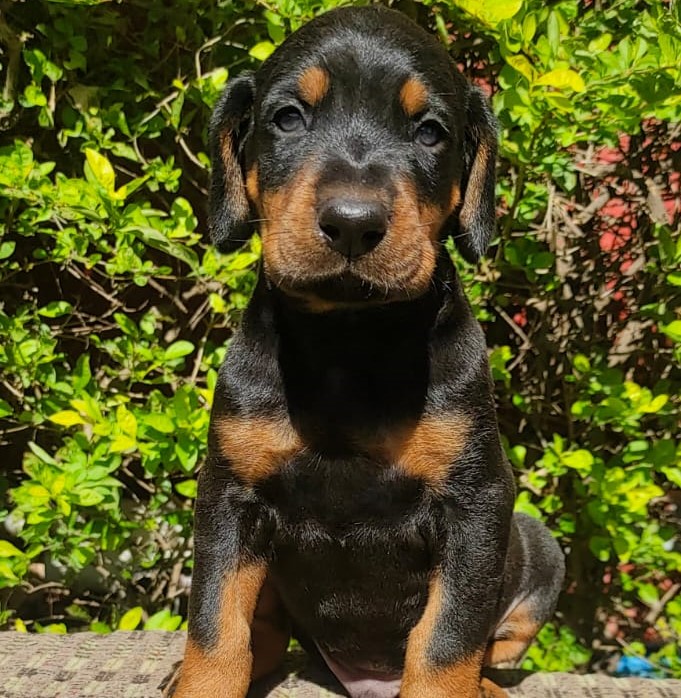 doberman breed puppy price in goa