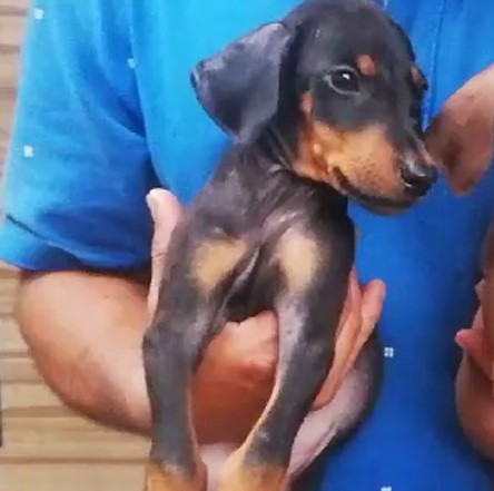 doberman dog breeder in goa