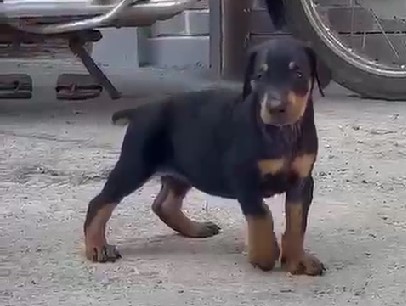 doberman dog kennel in goa