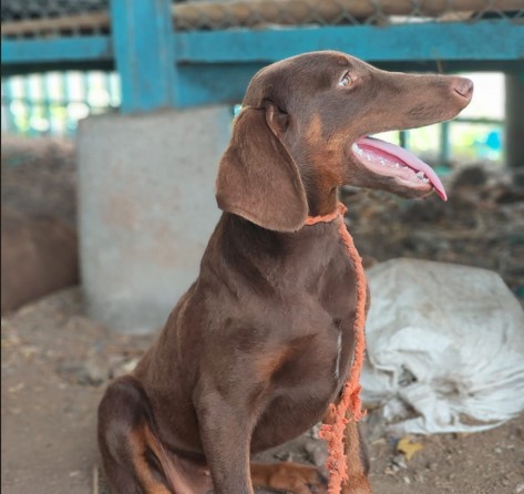 doberman pet shop in goa