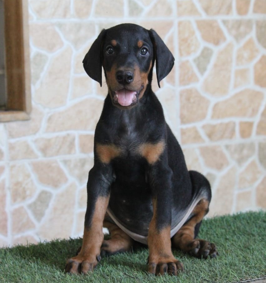 doberman price in india