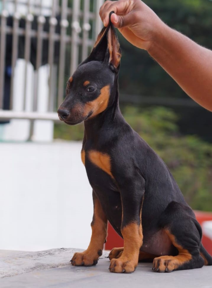 doberman puppy price in india