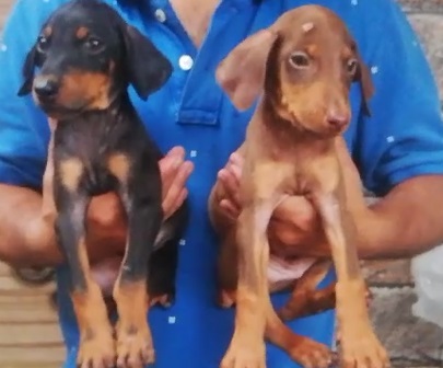 doberman dog price in india