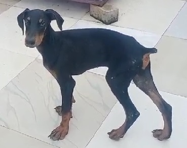 doberman male puppy price in india