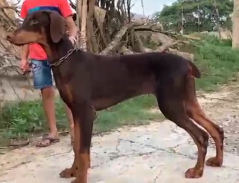 doberman dog for sale in india