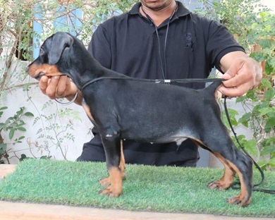 doberman dog breeder in india