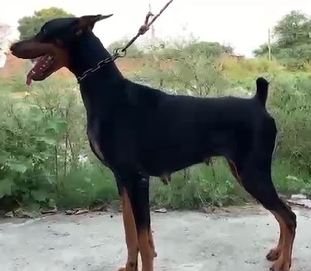 doberman dog kennel in india