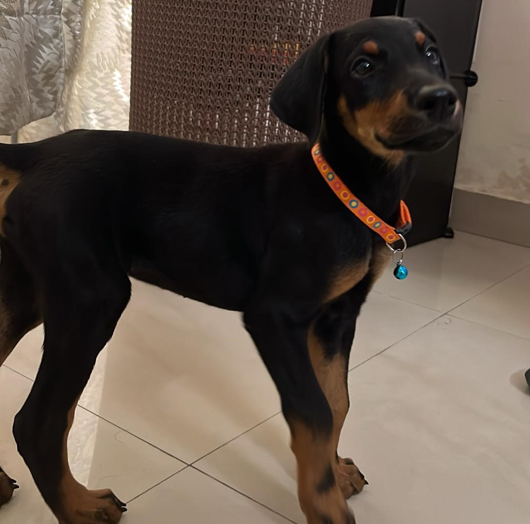 Doberman dog price in Kolkata