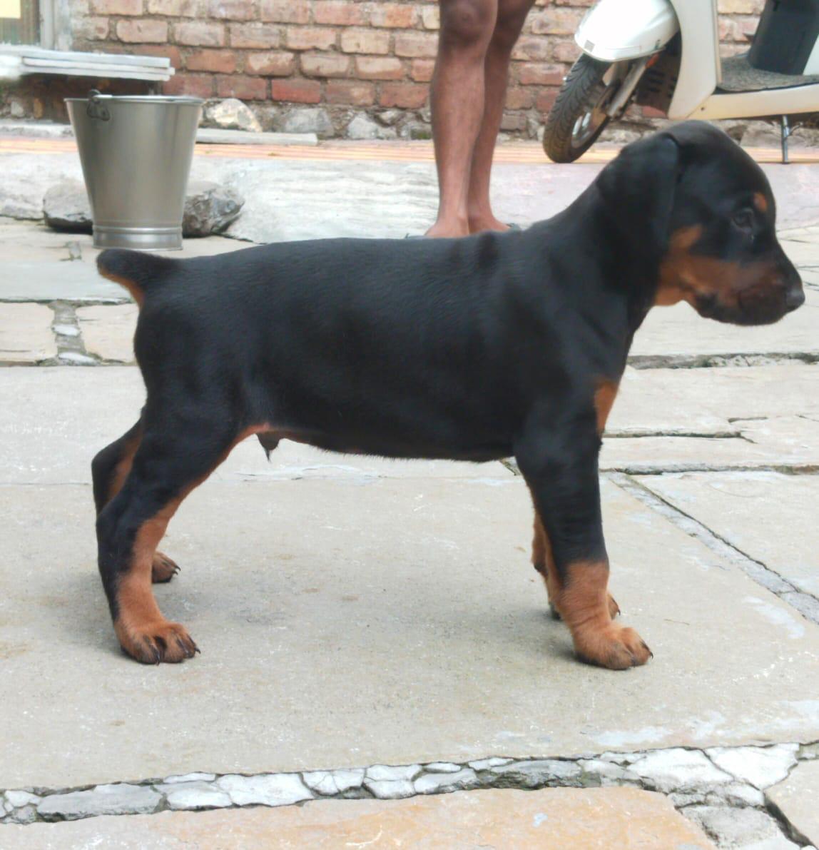 Doberman puppy price in Kolkata