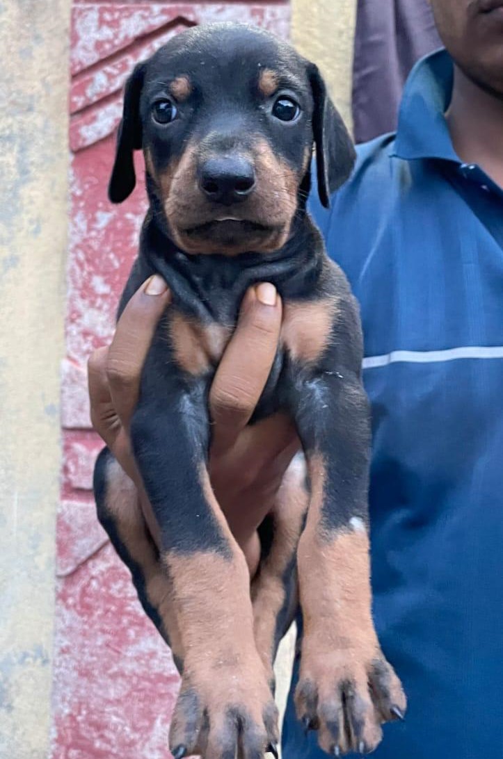 Doberman breed price in Kolkata