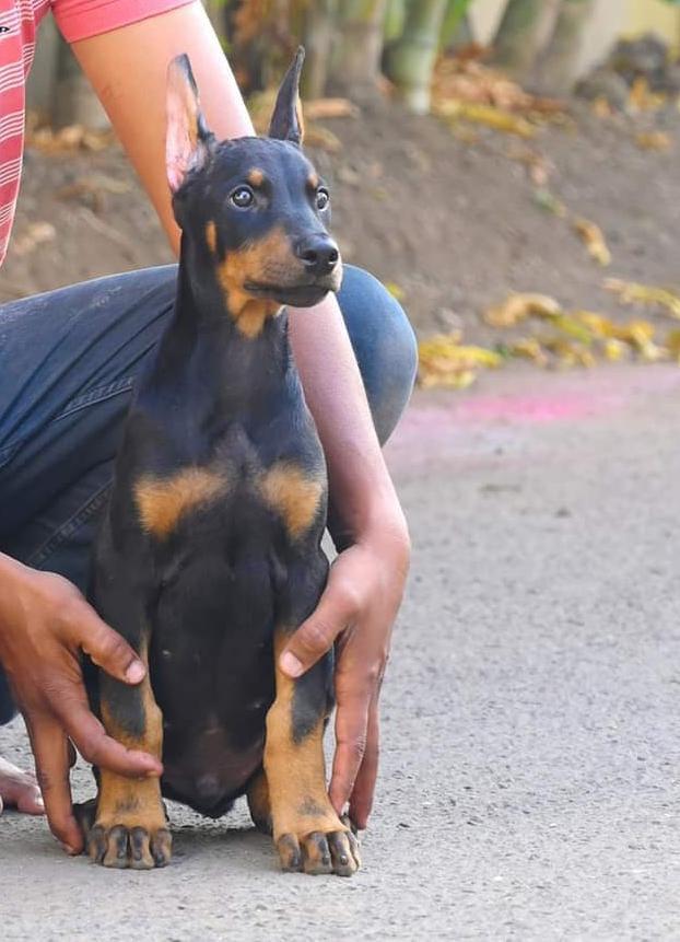 Doberman dog for sale in Kolkata