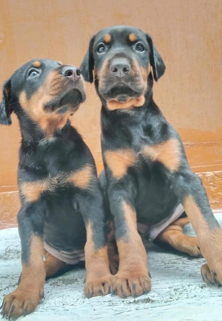 Doberman dog breeder in Kolkata