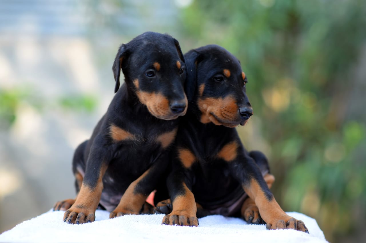  doberman puppies for sale in nashik