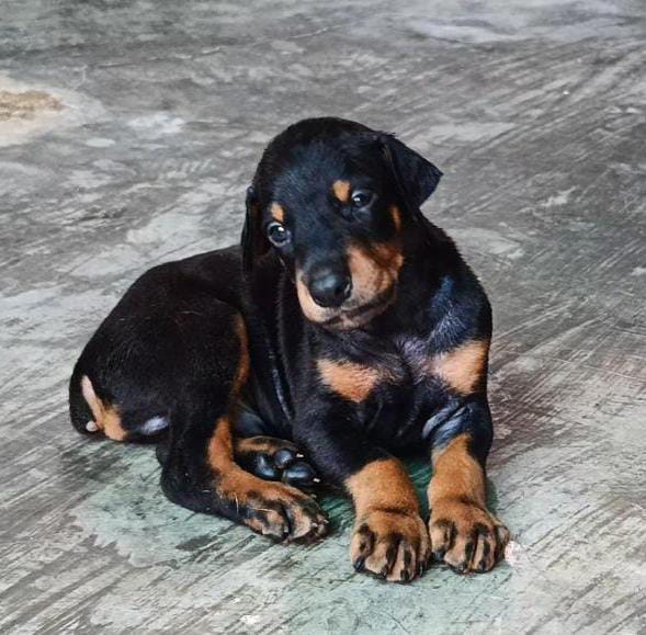  doberman for sale in nagpur