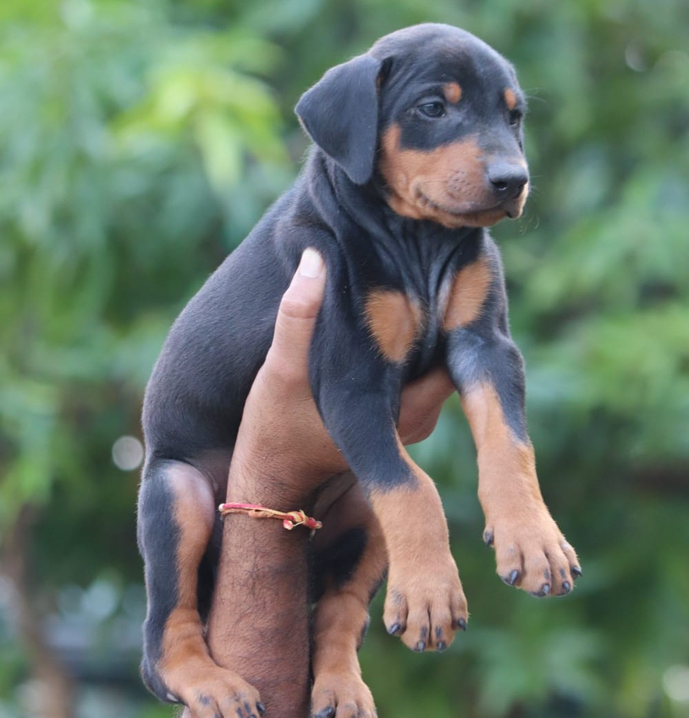  doberman dog breeder in Aurangabad