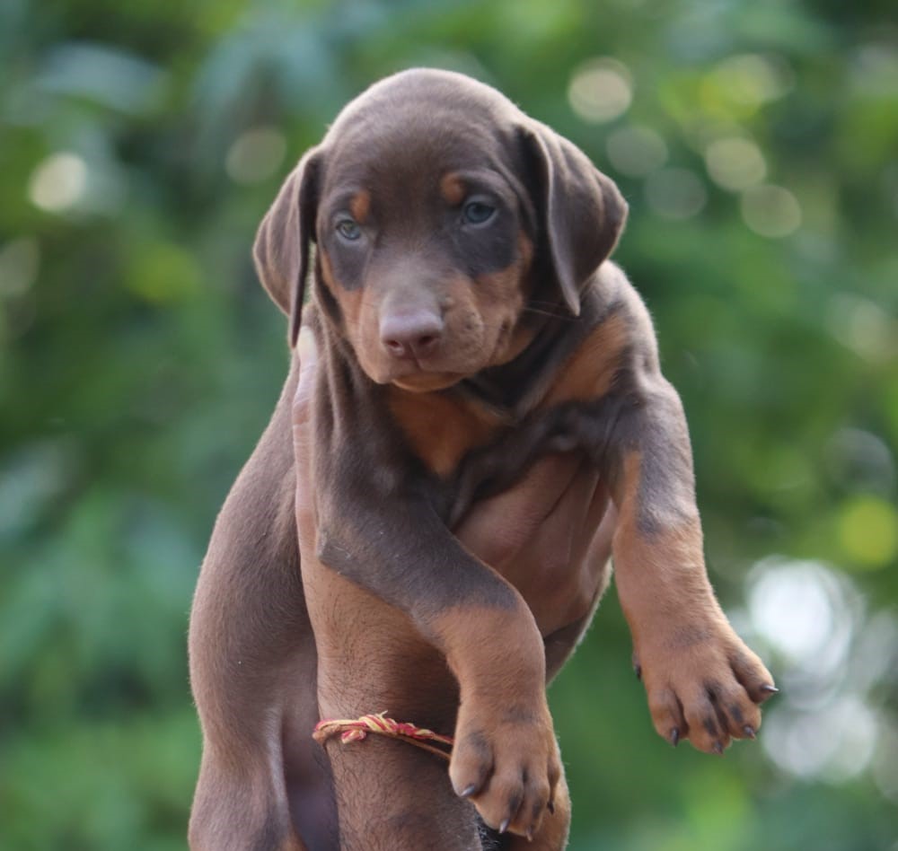  doberman puppy price in Aurangabad