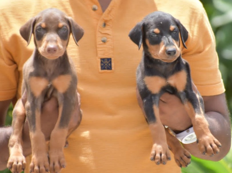  doberman for sale in Aurangabad