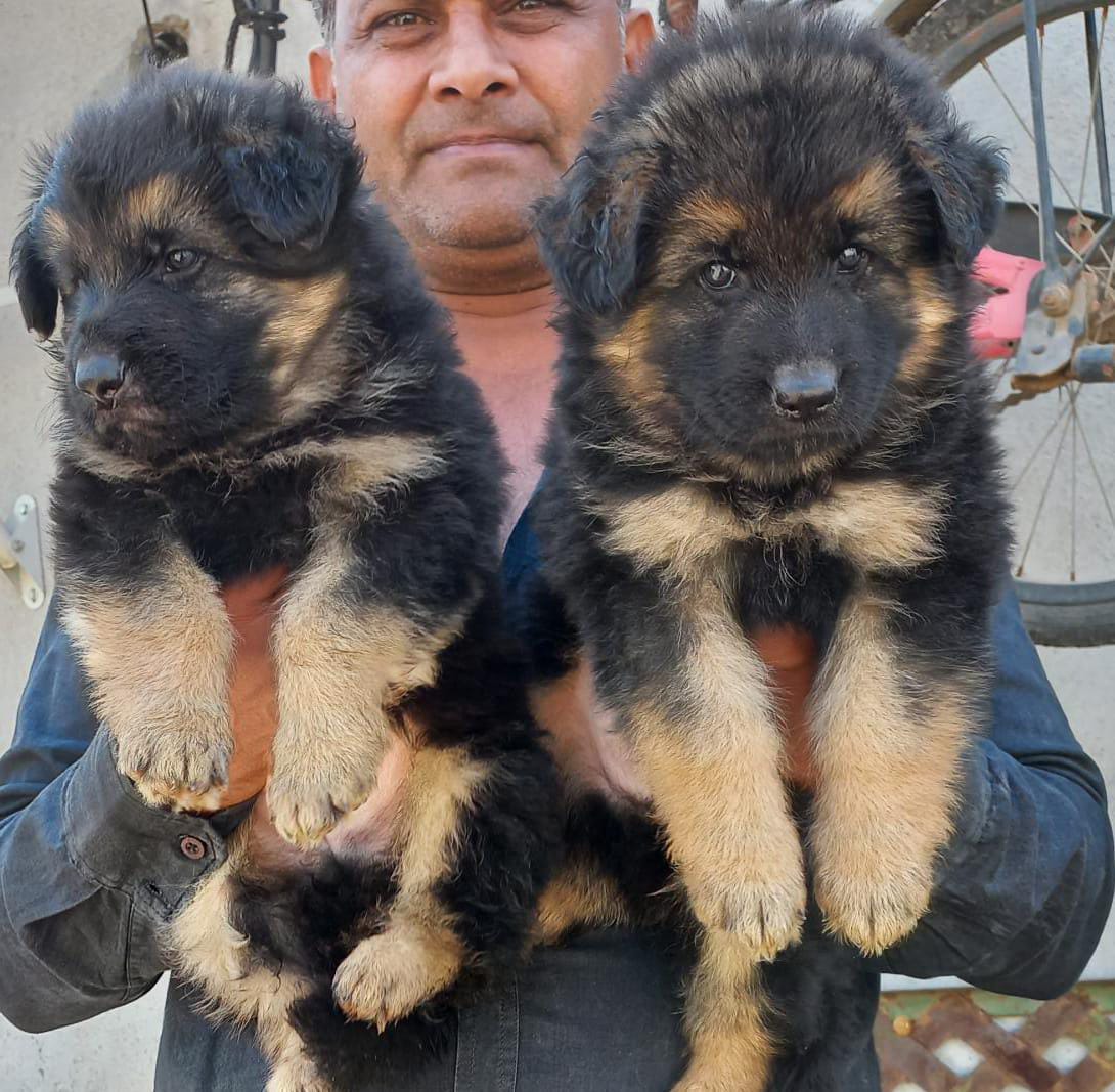  german shephard for sale in nagpur