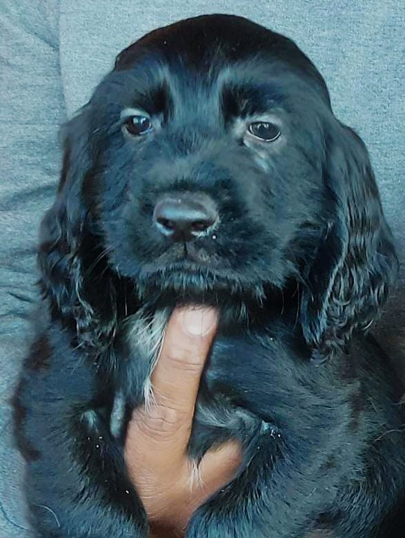  cocker spaniel dog price in nagpur