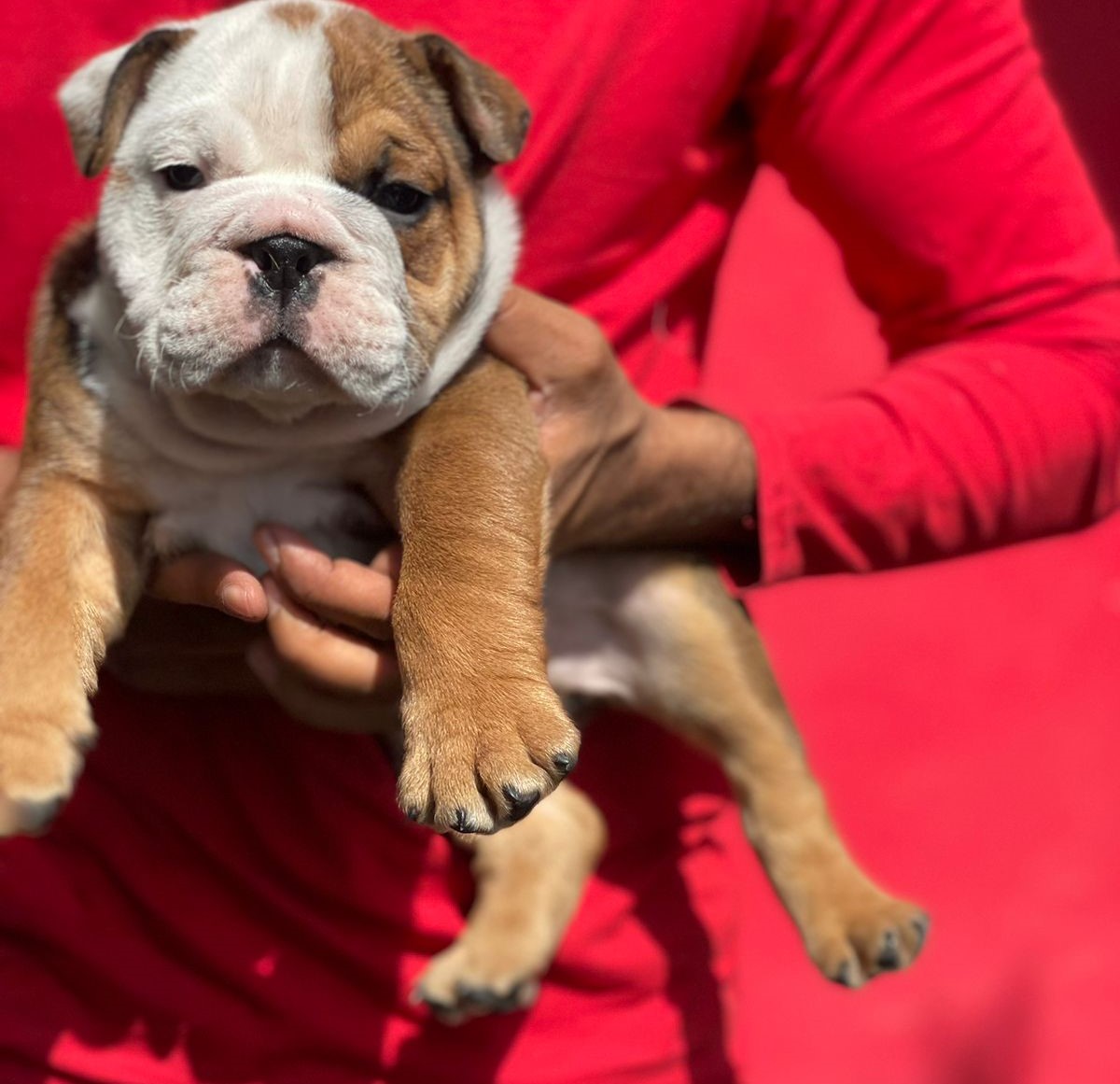 Playful English Bulldog for sale in Mumbai