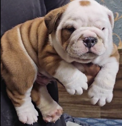 Intelligent English Bulldog for sale in Mumbai