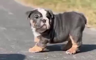 english bulldog dog price in goa