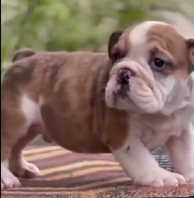 english bulldog puppies for sale in goa