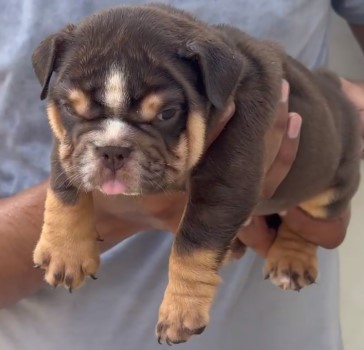 english bulldog male puppies price in goa